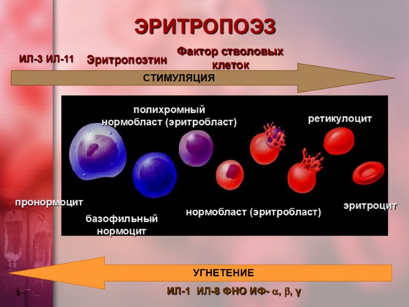 СТИМУЛЯЦИЯ ИЛ-3 ИЛ-11 Эритропоэтин Фактор стволовых клеток ИЛ-1  ИЛ-8 ФНО ИФ- , ,